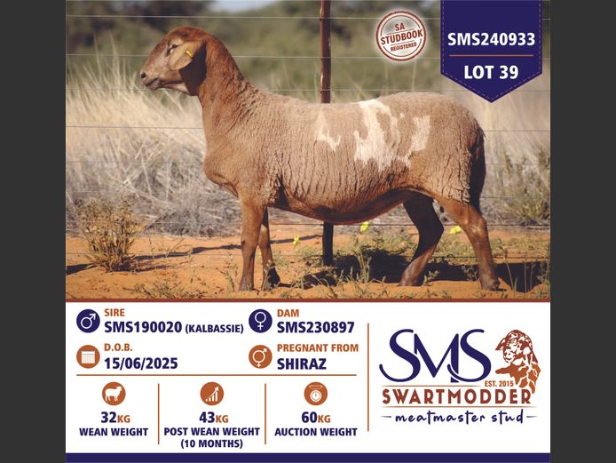 SMS240933 | SWARTMODDER MEATMASTER STUD