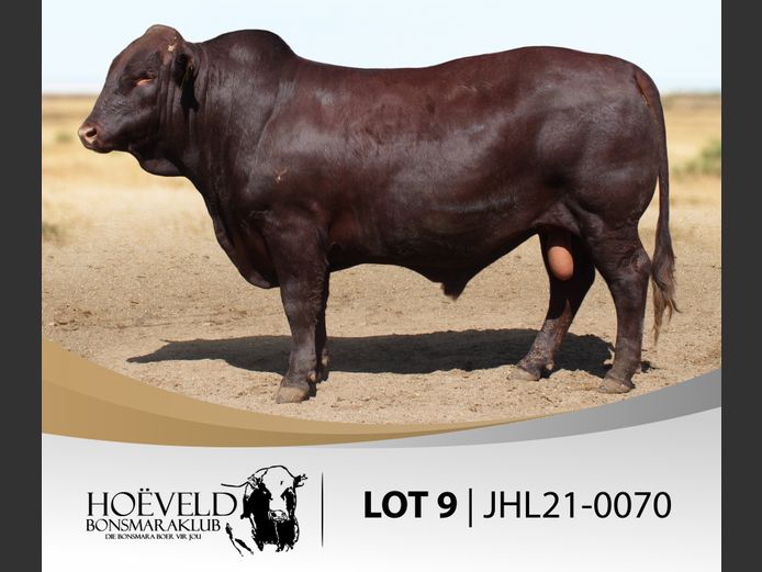 Vroulike Diere | Chris Oosthuizen / W+C Beefmasters