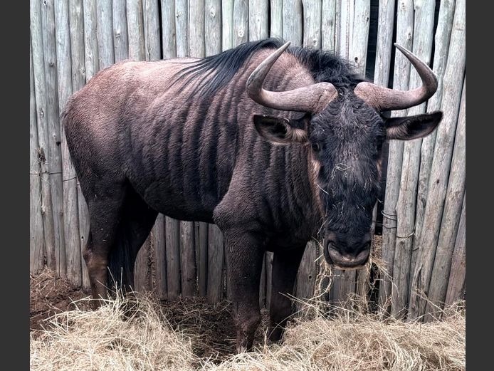 Blouwildebees Bul