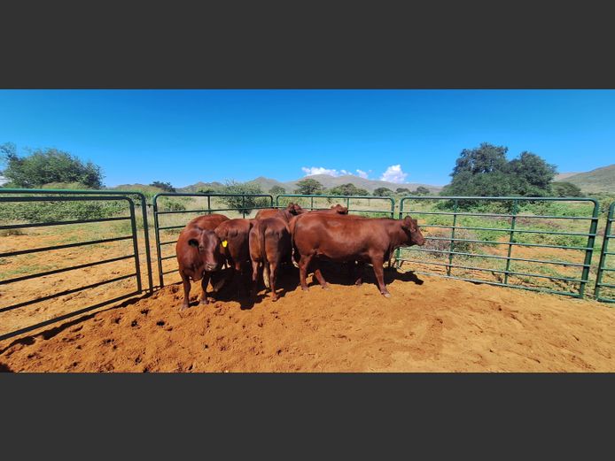 Commercial Animals | Eal Boerdery