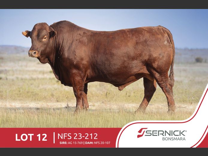 NFS 230212 | SERNICK BONSMARA STOET