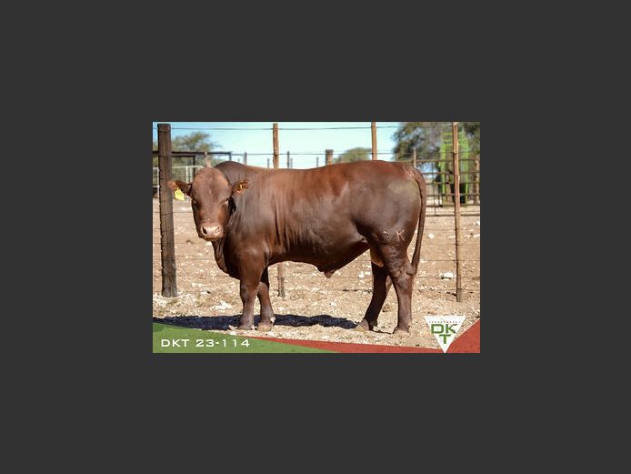 DKT 230114 | DKT BONSMARA