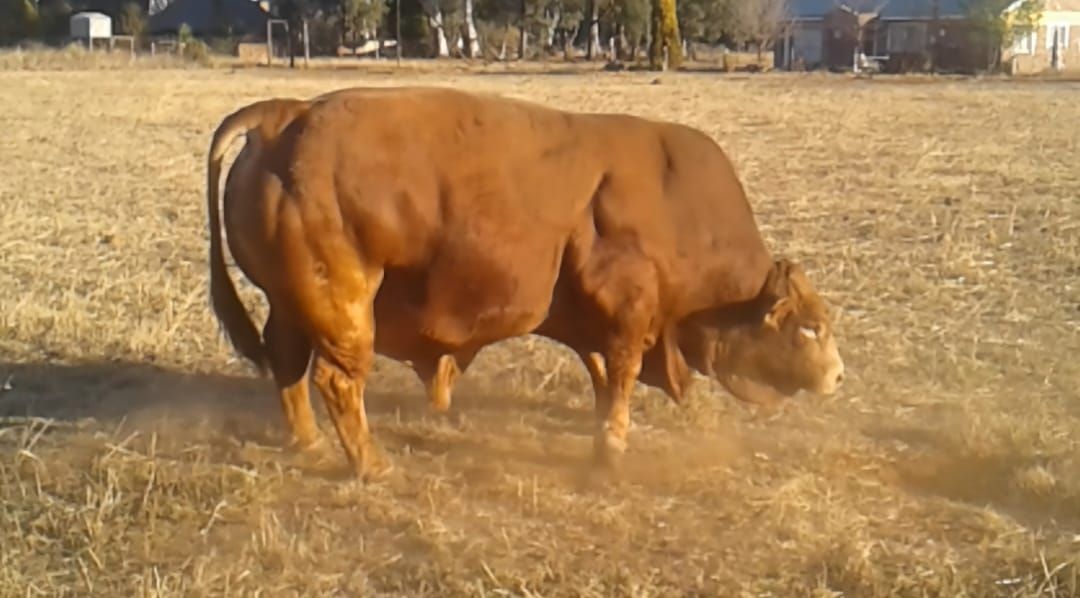 Lot 41B | 26STE NASIONALE BEEFMASTER VEILING | SwiftVEE | South Africa ...