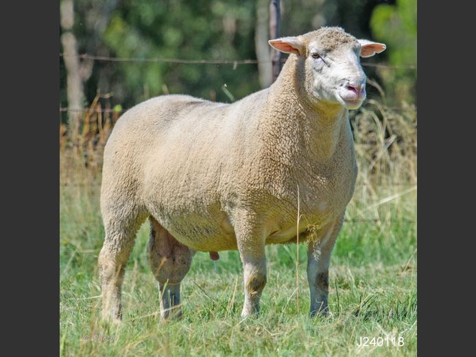 J  240118 | LEEUWKOP DORMERS