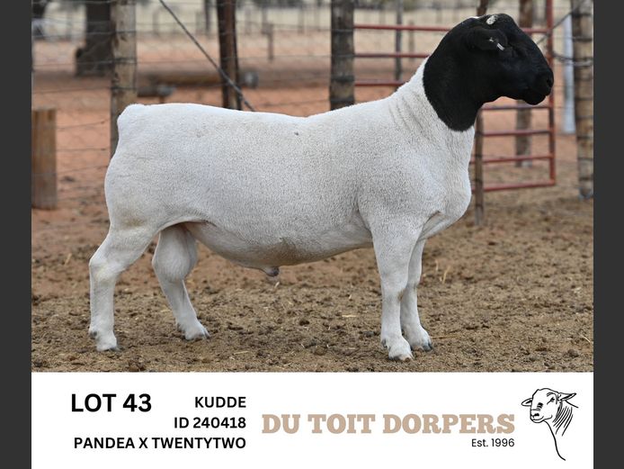 240418 | DU TOIT DORPERS
