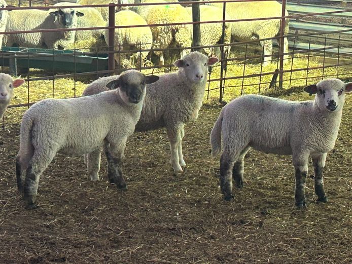 Slaughter Animals