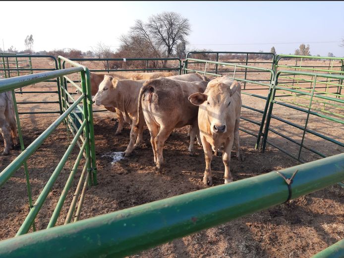 Pregnant Heifers