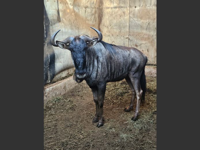 BLUE WILDEBEEST | KRUISRIVIER