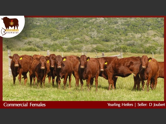 Commercial Animals | D Joubert