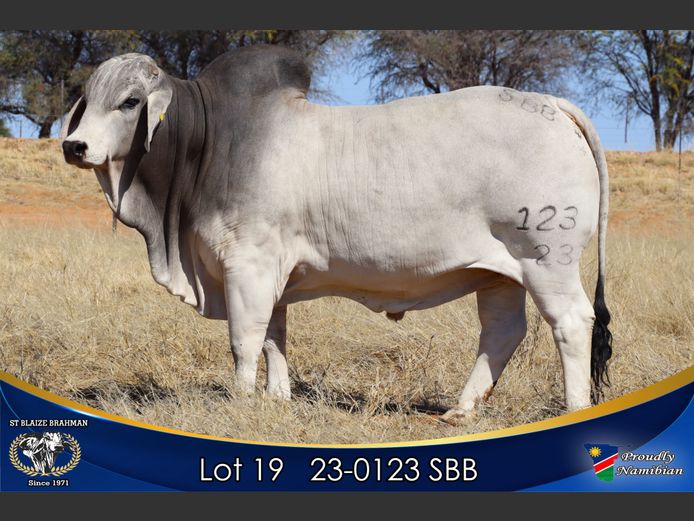 23-0123 SBB | ST BLAIZE BRAHMAN