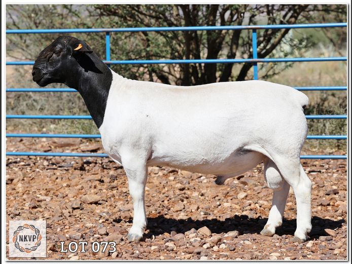 1772 24 0195 | H.G HUMAN