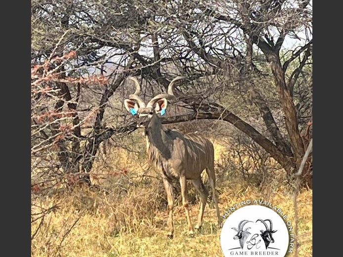 Kudu Bull | WATERBERG PLATO GAME BREEDERS
