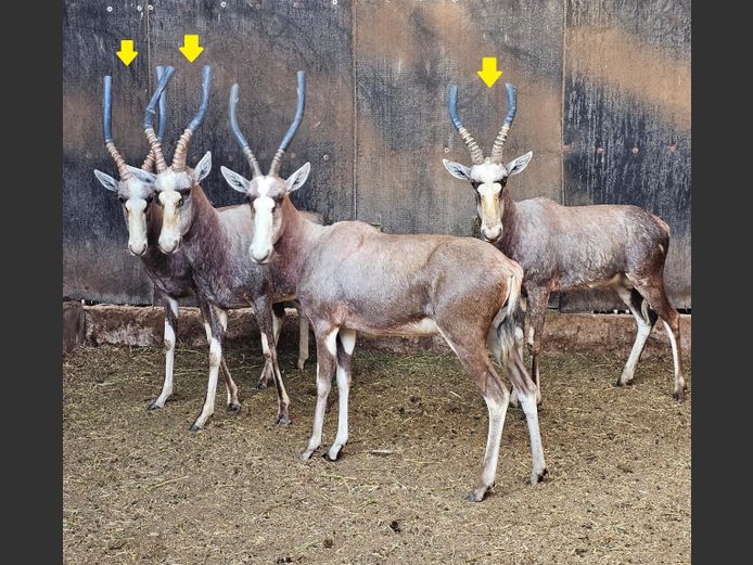 SILVER BLESBOK | HELICON