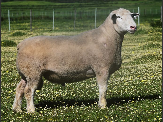 VS 240500 | VREDESIG FORBES