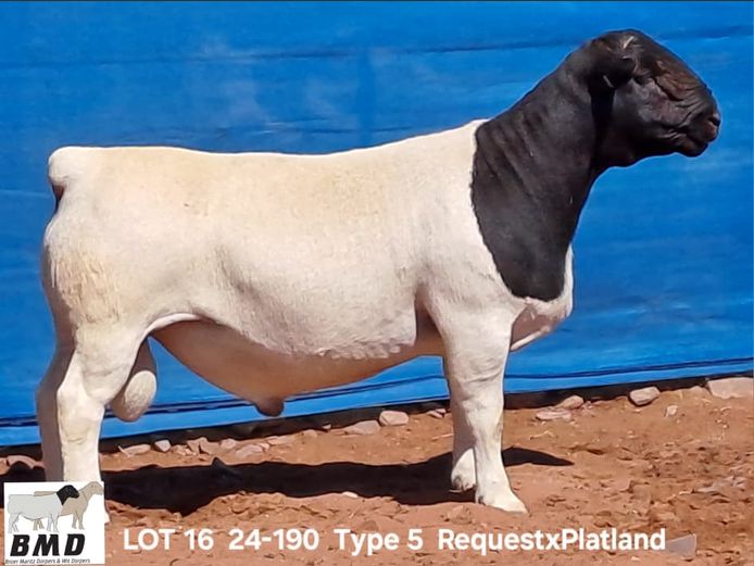 24-190 | BROER MARITZ DORPERS