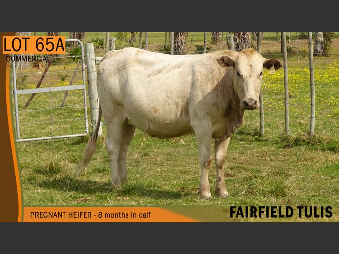 Commercial Animals | FAIRFIELD TULIS