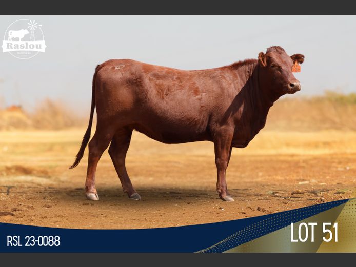 RSL 230088 | RASLOU BONSMARAS