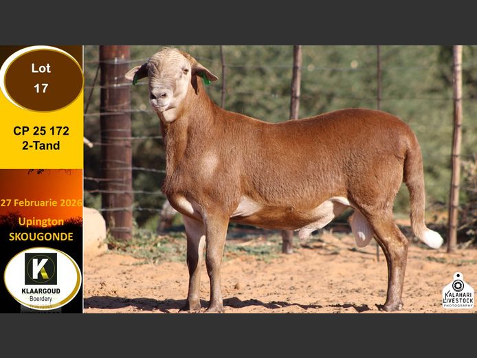 CP 25 172 | Chris Potgieter & Christia Scholtz - Klaargoud Boerdery