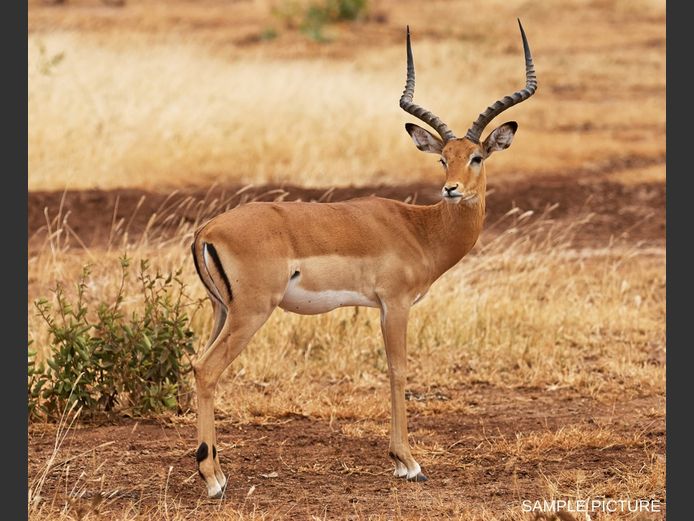 IMPALA | GOLDEN GAME WILDLIFE