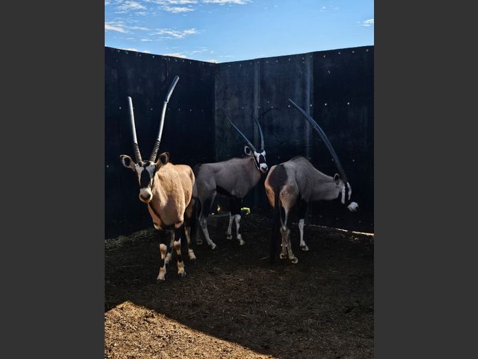 GEMSBUCK | LITTLE HUT