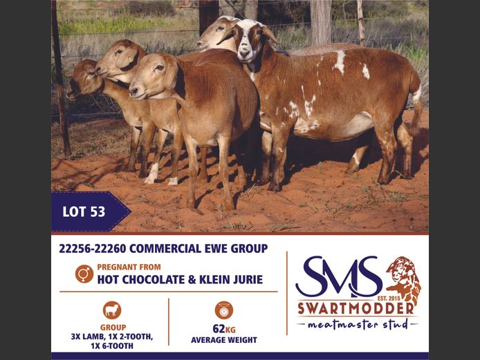 COMMERCIAL EWE GROUP | SWARTMODDER MEATMASTER STUD