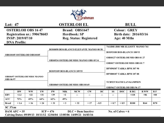 OSTERLOH BRAHMAN OBS1647