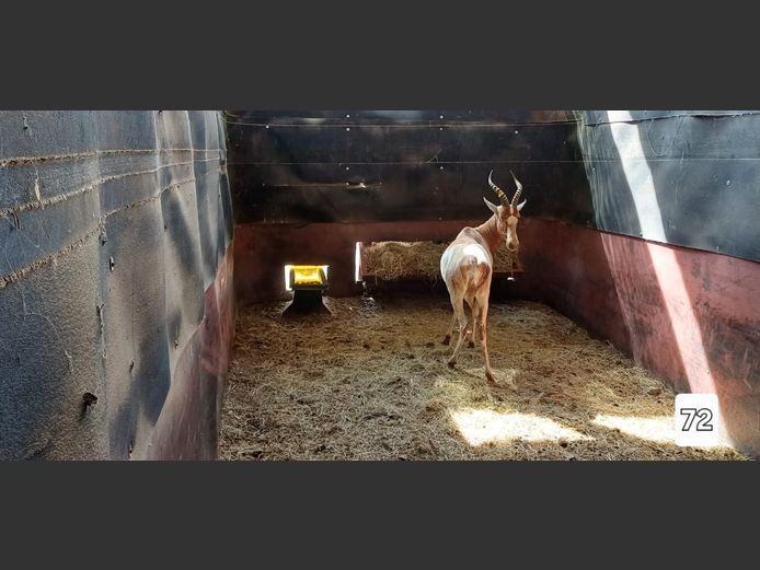 GEEL BLESBOK | ONGELUKSKOP SAFARI'S