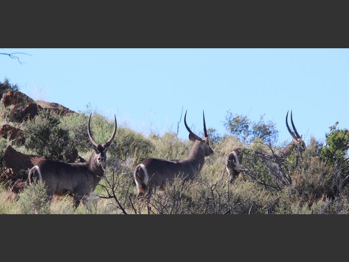 Waterbok | Smith Broers