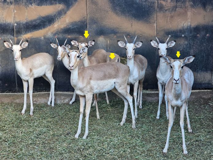 WHITE FLANKED IMP | @ MARULA