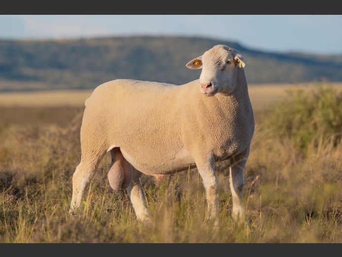 HE 240212 | EKSTEEN’S HATARI DORMER STUD