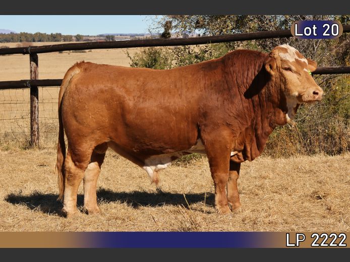 LP2222C | MARATANA BOERDERY 