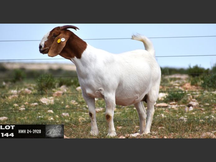 HWH24-3928 | G VAN WYK