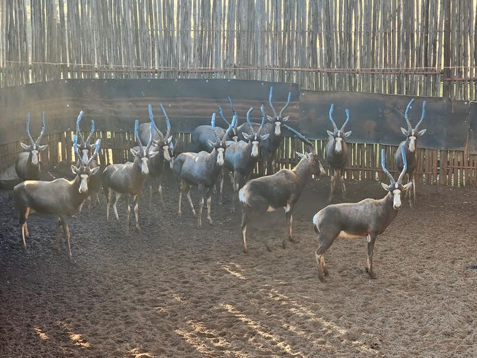BLESBUCK | HIGHLAND