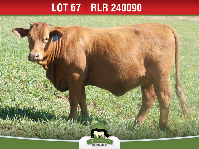 RLR 240090 | J.H. MEYER
