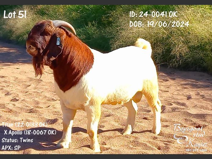 24-0041 OK Kayser Boergoat Stud