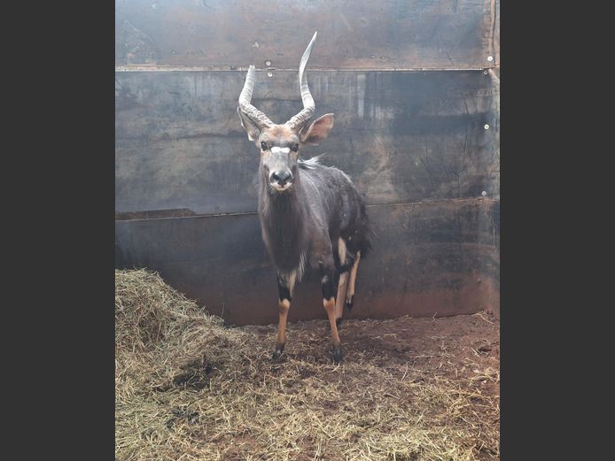 Njala