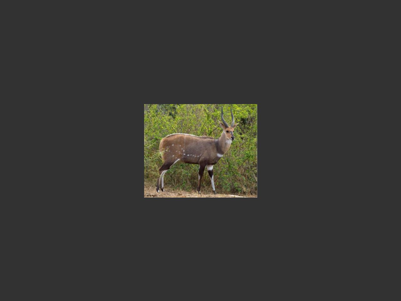 images