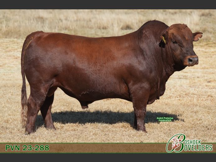 PVN230288 | Boshoek Bovelders
