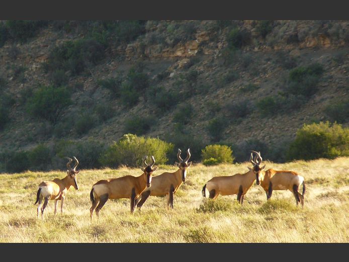 Rooihartebees | Driekoppen Wild (G van Schalkwyk)