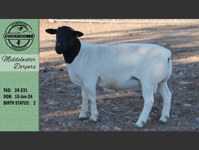 24-231 | Middelwater Dorpers