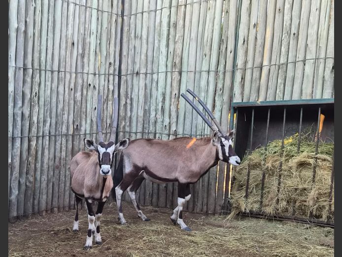 GEMSBOK