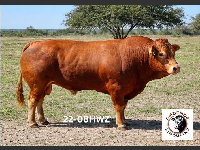 22-0008HWZ | OMBENDE LIMOUSINS
