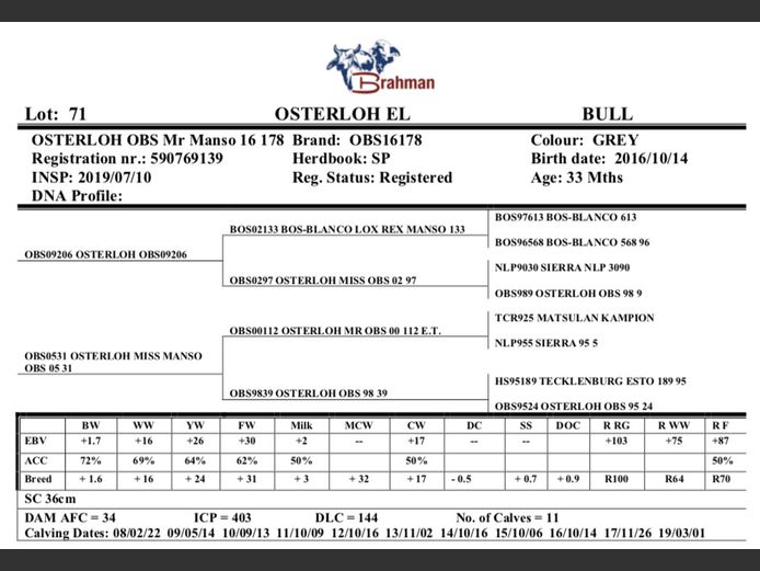 OSTERLOH BRAHMAN OBS16178