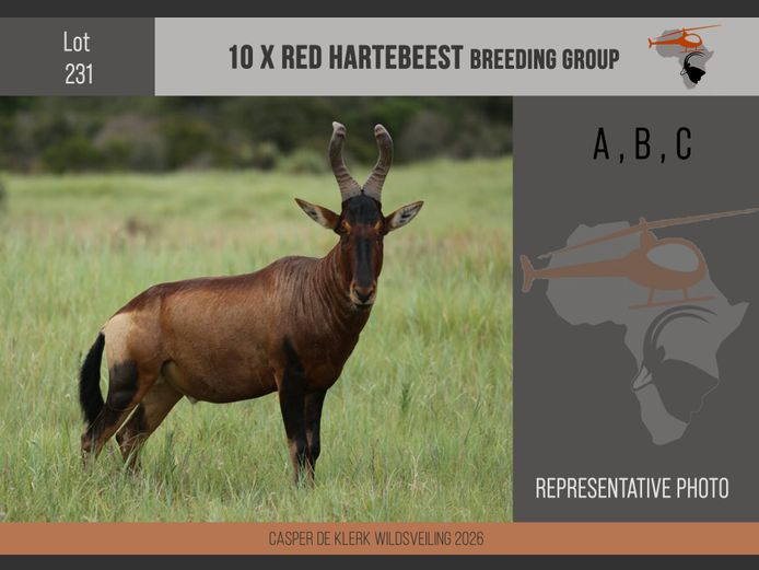 Red Hartebeest