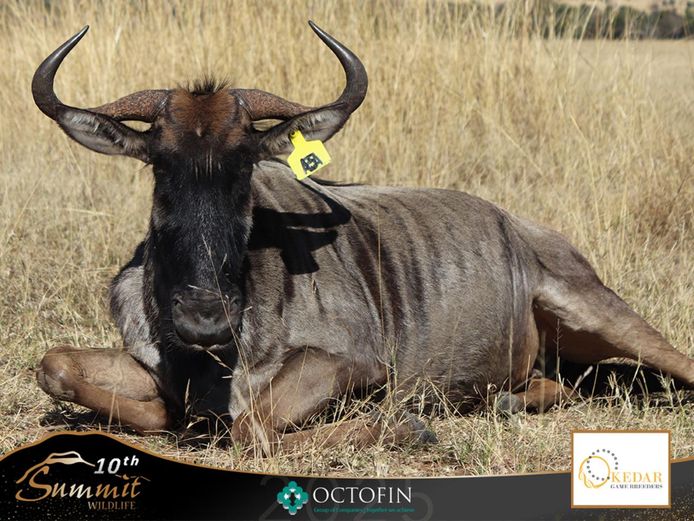 24 5/8" Blue Wildebeest Cow running with 32" Eros