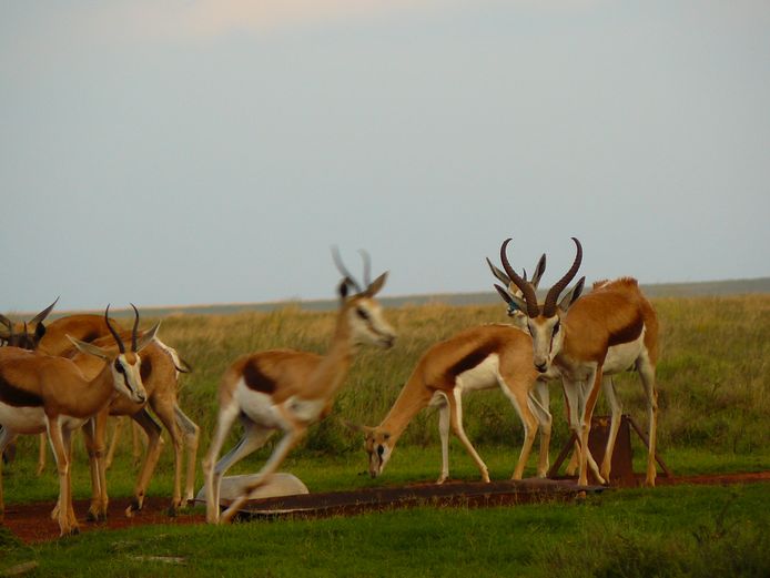 Springbok (Gewoon) | Vrolikheid Wild (DH Cilliers)