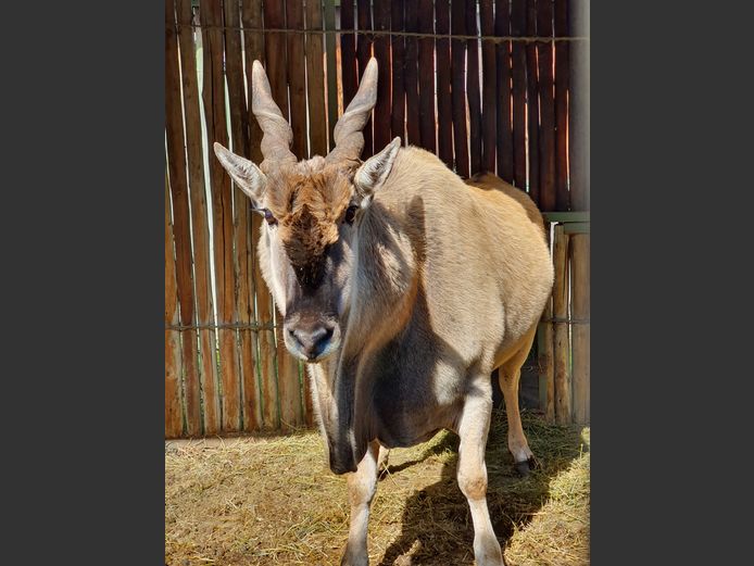Eland | Amanzi 