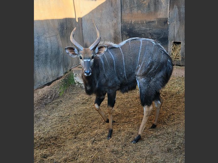 NYALA (no vat) | BUFFELSPOORT