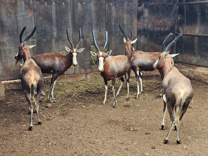 BLESBOK | VISSER WILD