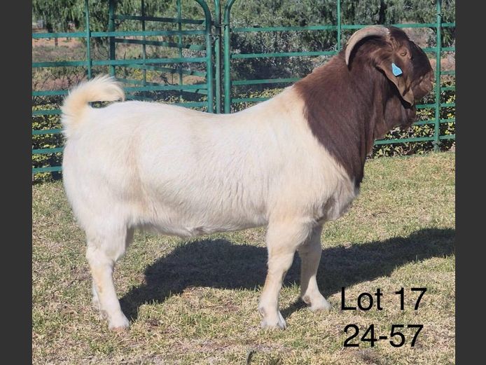 240057 | DIRK LOTTER - 0661109